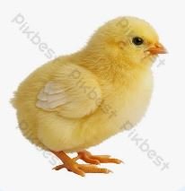 DUCKLING MALE